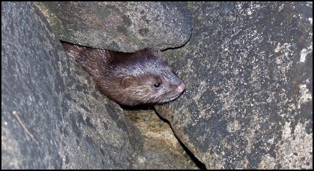 Island mink by Coristine © 2009 