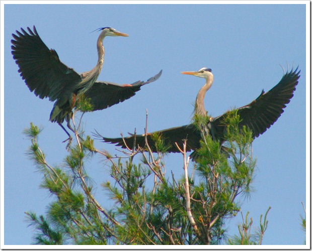 Heron Dance, © Lillian Cooledge, 1000 Island Images