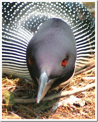 Nesting Loon.© Lillian Cooledge, 1000 Island Images