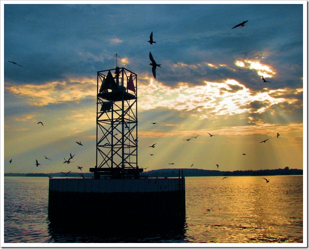 Terns at the Light, © Paul Cooledge, 1000 Island Images 