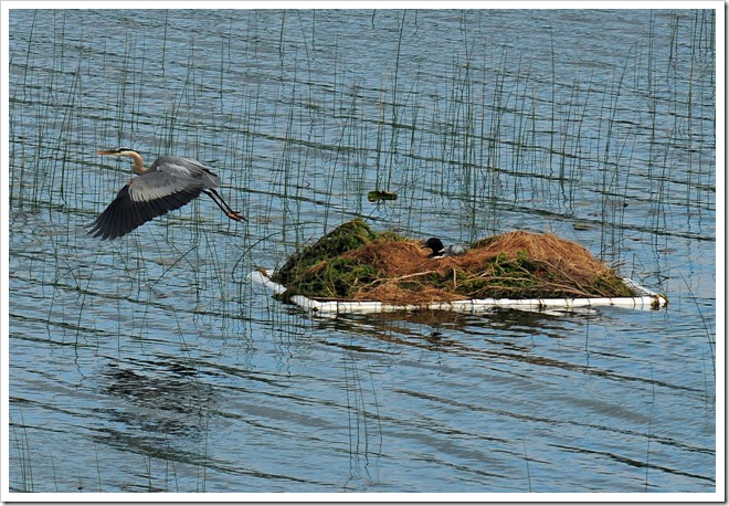 Loon Nest © Photo by Martin Zonnenberg 2010