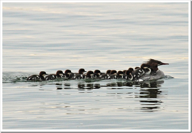 Merganser © Photo by Martin Zonnenberg 2010