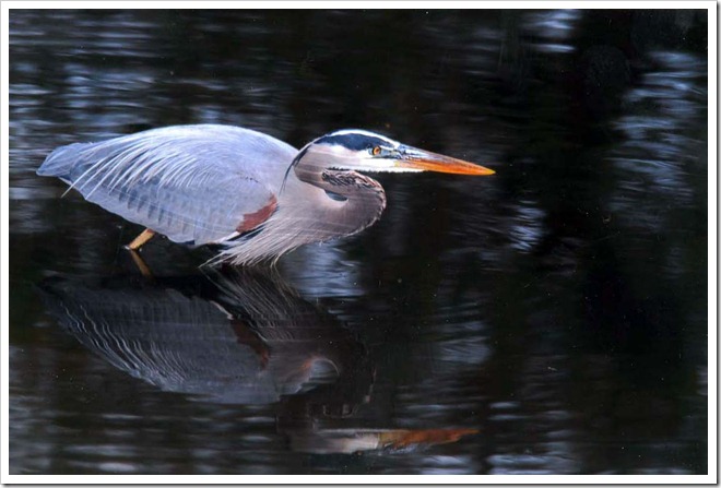 Blue Heron, © 2010 Bill Munro