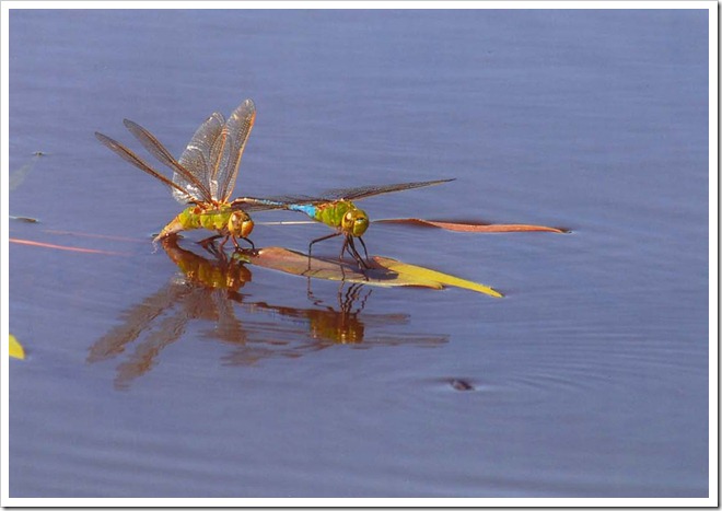 Dragon flies. © 2010 Bill Munro