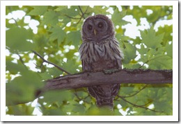 Owl © 2010 Bill Munro