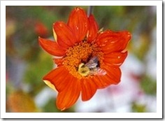 Bee on a flower© 2010 Bill Munroe