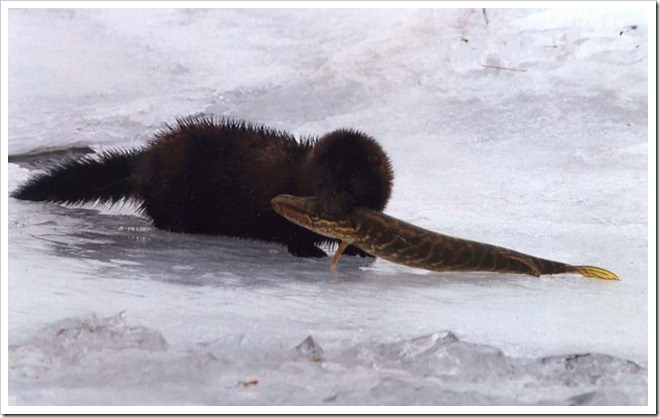 Mink and Northern Pike, © 2010 Bill Munro