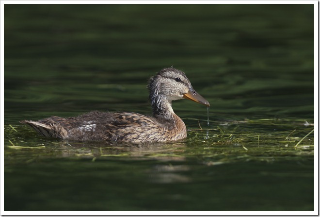 Mallard © John Street