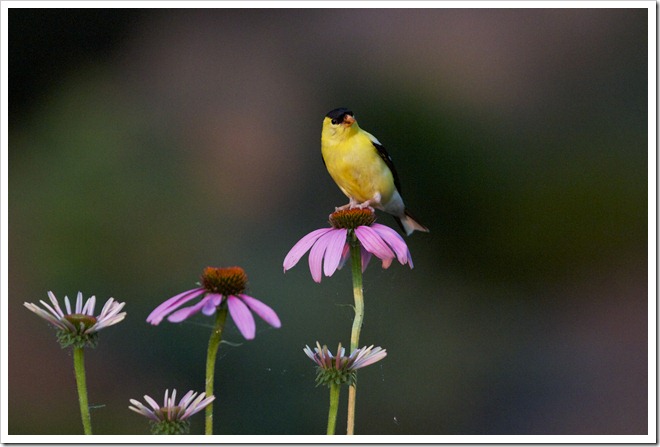 Gold finch © John Street