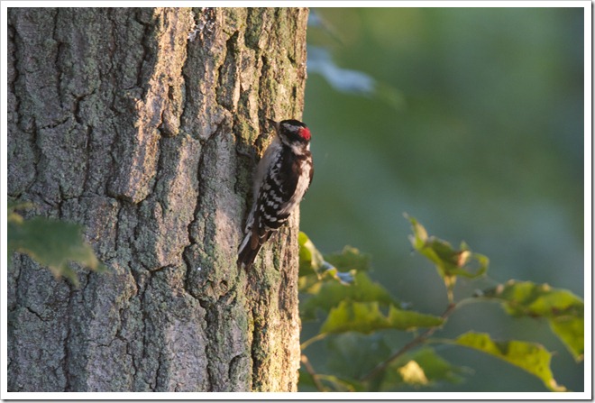 Woodpecker © John Street