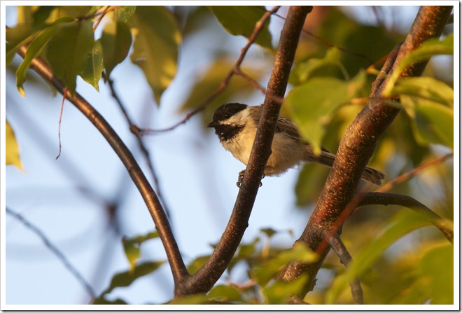 Chickadee © John Street