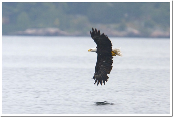 eagle_catches_fish