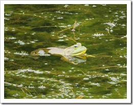 Green Frog. Photo © Lynn E. McElfresh