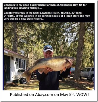 Abaycom Walleye caption