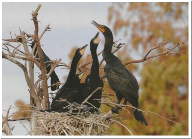 Bill Munro cormorants