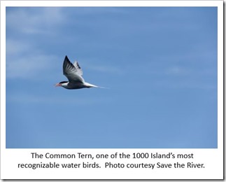Common Tern STR
