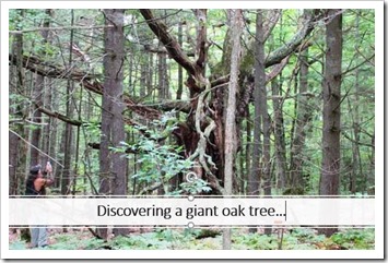 Discovering Oak