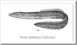 Eel_Matthews