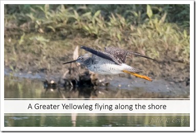 Flying Greater Yellowlegs