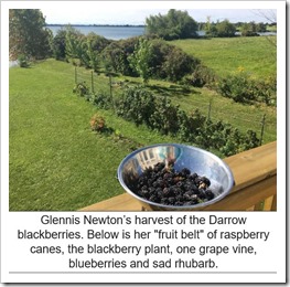 Glennis Blackberries caption