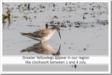 Greatr Yellowlegs July 1_4 2