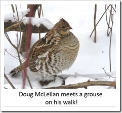 Grouse McLellan