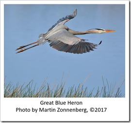 Heron zonnenberg