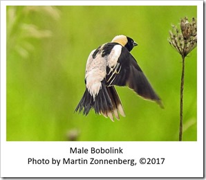 Male bobolink zonnenberg