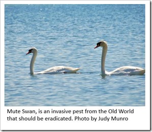 Mute Swan j munro