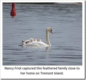 Nancy Friot swans june