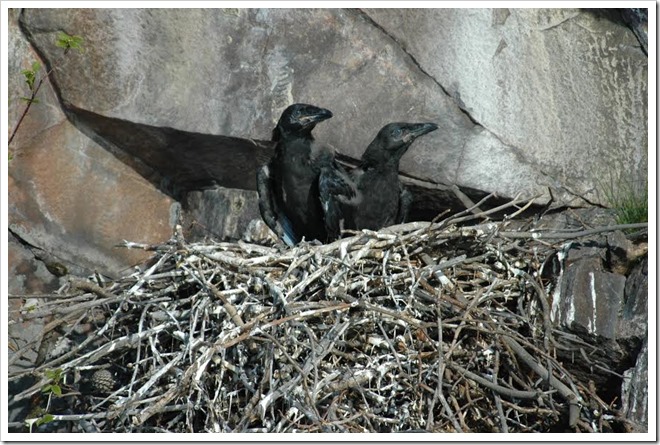 Nest crows