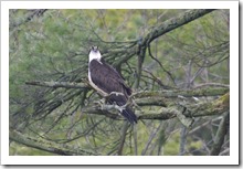 Osprey