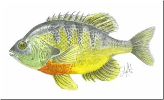 R_Sunfish - Pumpkinseed - web size