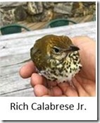 Rich Calabrese Jr bird