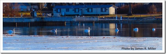 Six Swans Swimming