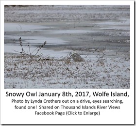 Snowy Owl Crothers