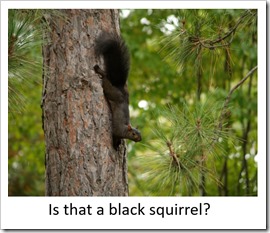Squirrel one 2