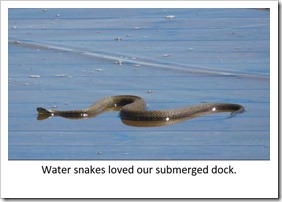 WAter snake Free