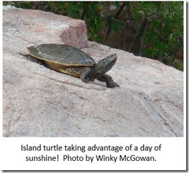 Winky_McGowan_Turtle