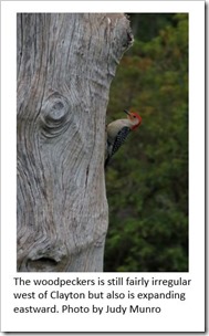 Woodpecker caption