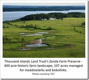 Zenda bobolinks