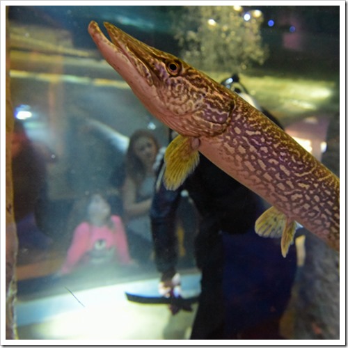 brockville-aquatarium-aquaria