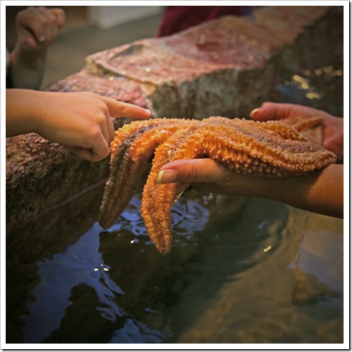 brockville-aquatarium-touch-tank-starfish
