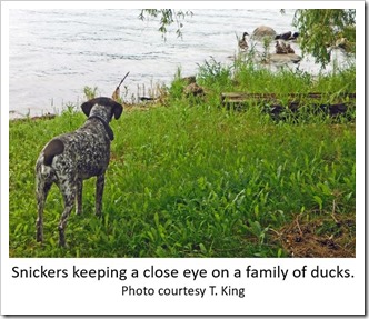 close eye of ducks