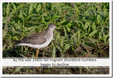 fall migrant decline