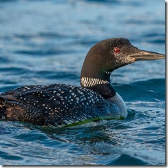 loon august 26