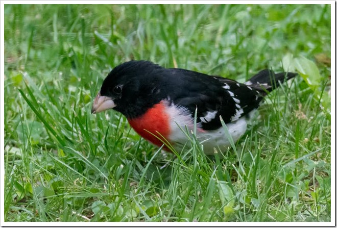 red white and black