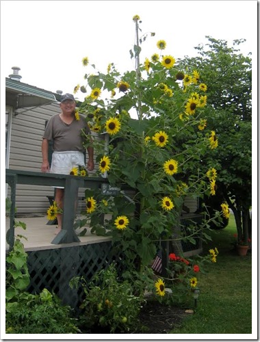 sun flowers