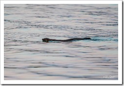 swimming mink