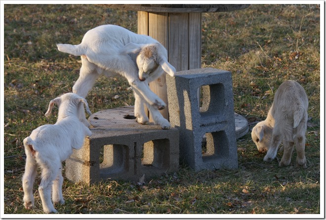 goat babies (1)